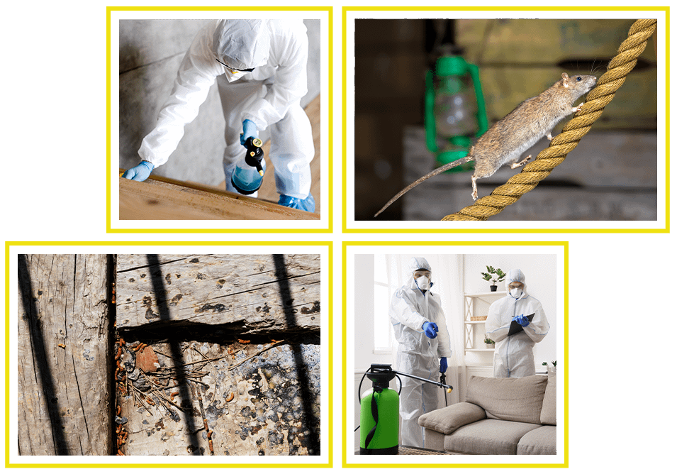 Bird & Pest Control Envirotec